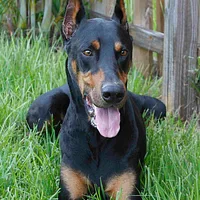A Doberman Pinscher dog