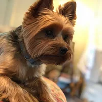 Yorkshire Terrier, picture 2 of 4