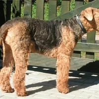 Airedale Terrier