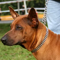 Thai Ridgeback, picture 3 of 9