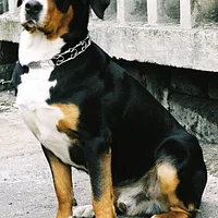 A Greater Swiss Mountain Dog dog