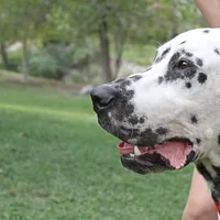 Dalmatian