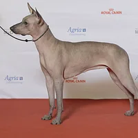 Xoloitzcuintli, picture 2 of 6