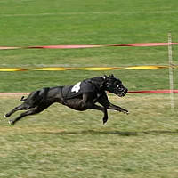 Whippet, picture 3 of 8
