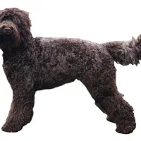 Barbet