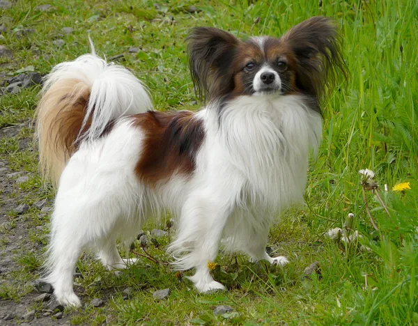 A Papillon