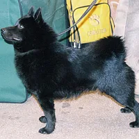Schipperke, picture 5 of 8