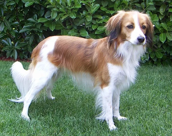 A Nederlandse Kooikerhondje