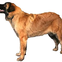 Estrela Mountain Dog