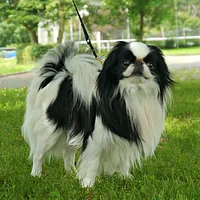 Japanese Chin, picture 3 of 7
