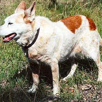 Australian Cattle Dog, picture 4 of 10
