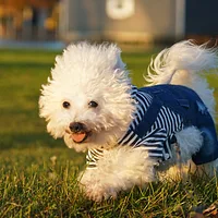 Bichon Frise, picture 4 of 7