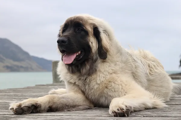 A Leonberger
