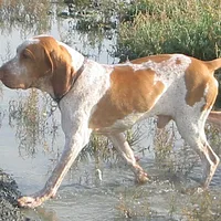 Spinone Italiano, picture 2 of 9