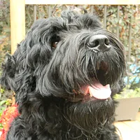 Black Russian Terrier, picture 2 of 9