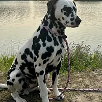 Dalmatian, picture 3 of 9