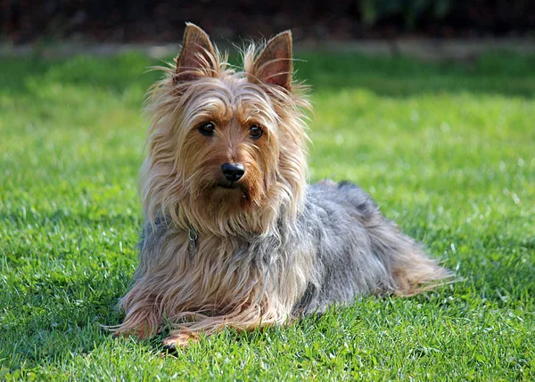 Australian Terrier