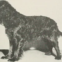 American Water Spaniel, picture 3 of 9