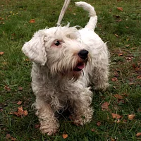 Sealyham Terrier, picture 4 of 8
