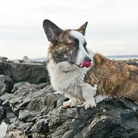 Cardigan Welsh Corgi, picture 2 of 10