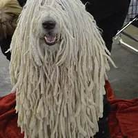 Komondor, picture 2 of 8