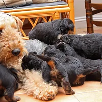 Airedale Terrier
