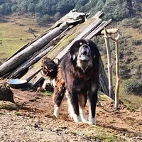 Tibetan Mastiff, picture 3 of 10