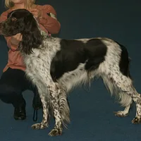 French Spaniel, picture 6 of 9