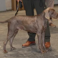 Slovakian Wirehaired Pointer, picture 5 of 10