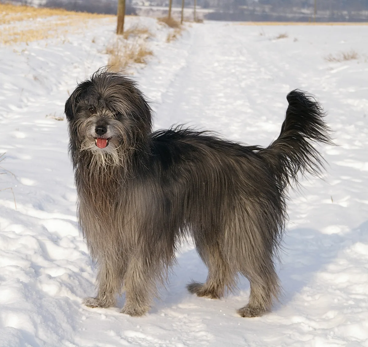 Pyrenean Shepherd dog, photographed by an unknown author