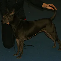 Thai Ridgeback