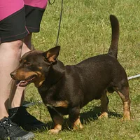 Lancashire Heeler, picture 4 of 8