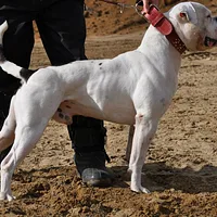 American Bulldog, picture 8 of 8
