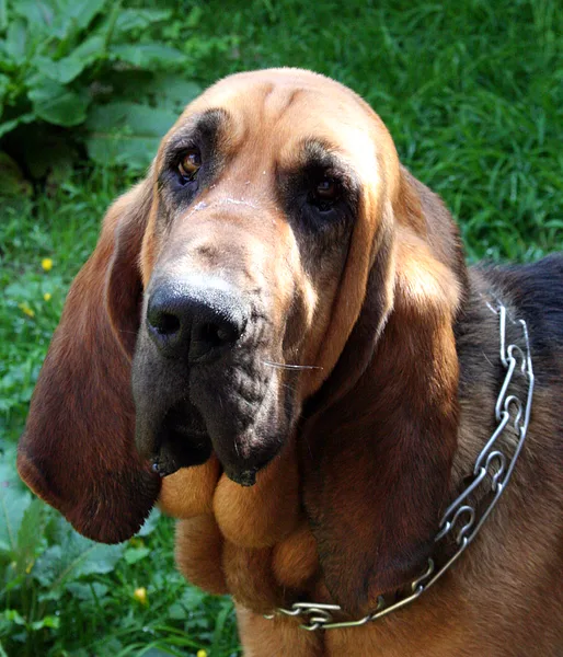 A Bloodhound