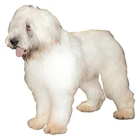 Romanian Mioritic Shepherd Dog
