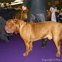 Dogue de Bordeaux