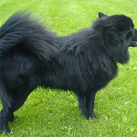 Swedish Lapphund, picture 1 of 8