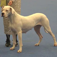 Dogo Argentino