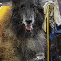 Belgian Tervuren