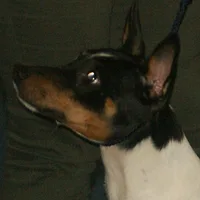 Rat Terrier, picture 8 of 10