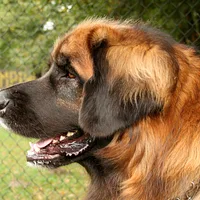 Leonberger, picture 5 of 10