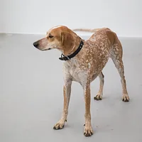 American English Coonhound