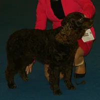 American Water Spaniel