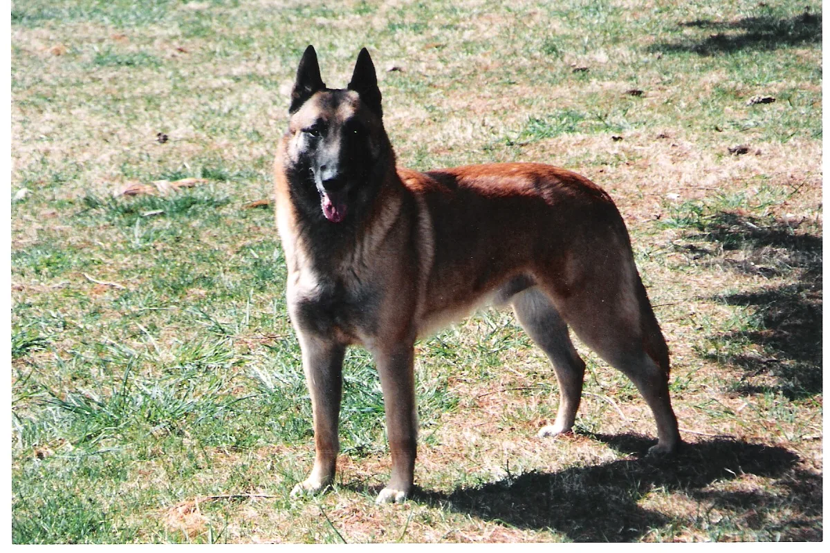 Belgian Malinois dog, photographed by Flickr user intrepidmalinois "MALINUTS"