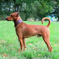 German Pinscher, picture 2 of 9