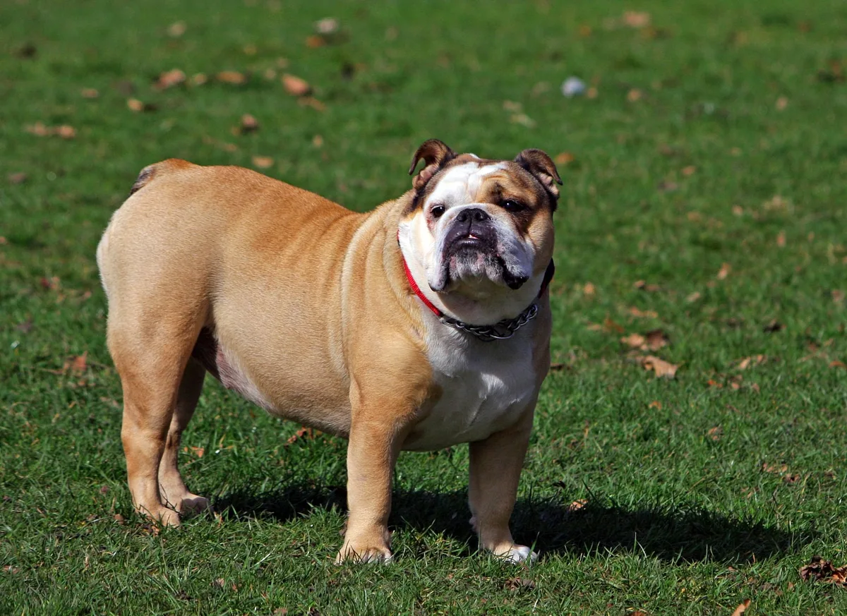 Bulldog dog, photographed by https://pixabay.com/pt/users/kaz-19203/
