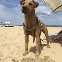 Lakeland Terrier, picture 7 of 10
