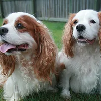 Cavalier King Charles Spaniel, picture 8 of 8