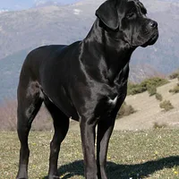 A Cane Corso dog