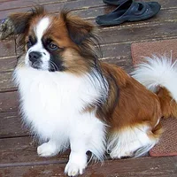Tibetan Spaniel, picture 4 of 10